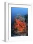 Vibrant Soft Coral Colonies Grow on a Reef in Lembeh Strait-Stocktrek Images-Framed Photographic Print