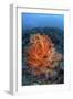 Vibrant Soft Coral Colonies Grow on a Reef in Lembeh Strait-Stocktrek Images-Framed Photographic Print