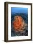 Vibrant Soft Coral Colonies Grow on a Reef in Lembeh Strait-Stocktrek Images-Framed Photographic Print