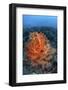 Vibrant Soft Coral Colonies Grow on a Reef in Lembeh Strait-Stocktrek Images-Framed Photographic Print