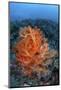 Vibrant Soft Coral Colonies Grow on a Reef in Lembeh Strait-Stocktrek Images-Mounted Photographic Print