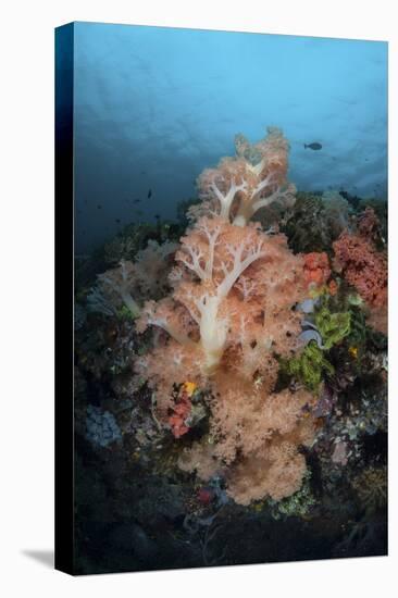 Vibrant Soft Corals Thrive on a Deep Reef in Indonesia-Stocktrek Images-Stretched Canvas