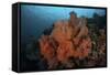 Vibrant Soft Corals Thrive on a Deep Reef in Indonesia-Stocktrek Images-Framed Stretched Canvas