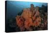 Vibrant Soft Corals Thrive on a Deep Reef in Indonesia-Stocktrek Images-Stretched Canvas