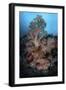 Vibrant Soft Corals Thrive on a Deep Reef in Indonesia-Stocktrek Images-Framed Photographic Print