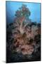 Vibrant Soft Corals Thrive on a Deep Reef in Indonesia-Stocktrek Images-Mounted Photographic Print