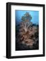 Vibrant Soft Corals Thrive on a Deep Reef in Indonesia-Stocktrek Images-Framed Photographic Print