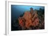 Vibrant Soft Corals Thrive on a Deep Reef in Indonesia-Stocktrek Images-Framed Photographic Print