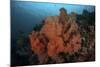 Vibrant Soft Corals Thrive on a Deep Reef in Indonesia-Stocktrek Images-Mounted Photographic Print