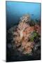 Vibrant Soft Corals Thrive on a Deep Reef in Indonesia-Stocktrek Images-Mounted Photographic Print