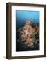 Vibrant Soft Corals Thrive on a Deep Reef in Indonesia-Stocktrek Images-Framed Photographic Print