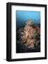 Vibrant Soft Corals Thrive on a Deep Reef in Indonesia-Stocktrek Images-Framed Photographic Print