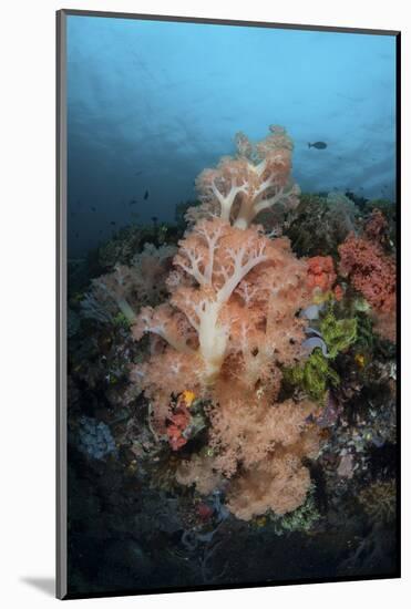Vibrant Soft Corals Thrive on a Deep Reef in Indonesia-Stocktrek Images-Mounted Photographic Print