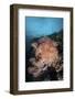 Vibrant Soft Corals Thrive on a Deep Reef in Indonesia-Stocktrek Images-Framed Photographic Print