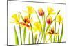 Vibrant Spring-Jacky Parker-Mounted Giclee Print