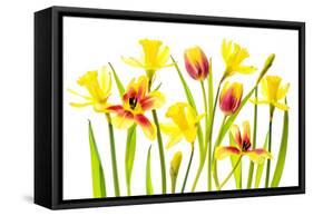 Vibrant Spring-Jacky Parker-Framed Stretched Canvas