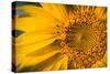 Vibrant Yellow and Orange Macro of a Sunflower-Daniil Belyay-Stretched Canvas