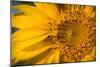 Vibrant Yellow and Orange Macro of a Sunflower-Daniil Belyay-Mounted Photographic Print