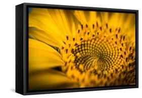 Vibrant Yellow and Orange Macro of a Sunflower-Daniil Belyay-Framed Stretched Canvas