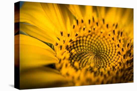 Vibrant Yellow and Orange Macro of a Sunflower-Daniil Belyay-Stretched Canvas