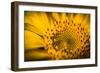 Vibrant Yellow and Orange Macro of a Sunflower-Daniil Belyay-Framed Photographic Print