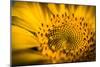 Vibrant Yellow and Orange Macro of a Sunflower-Daniil Belyay-Mounted Photographic Print