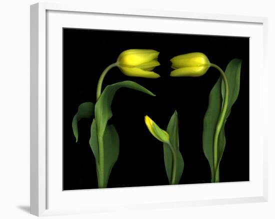 Vibrant Yellow Tulips Isolated Against a Black Background-Christian Slanec-Framed Photographic Print