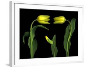 Vibrant Yellow Tulips Isolated Against a Black Background-Christian Slanec-Framed Photographic Print