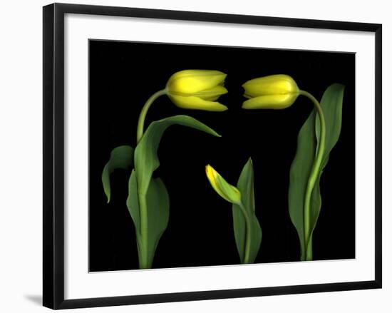 Vibrant Yellow Tulips Isolated Against a Black Background-Christian Slanec-Framed Photographic Print