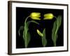 Vibrant Yellow Tulips Isolated Against a Black Background-Christian Slanec-Framed Photographic Print