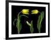 Vibrant Yellow Tulips Isolated Against a Black Background-Christian Slanec-Framed Photographic Print