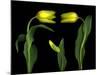 Vibrant Yellow Tulips Isolated Against a Black Background-Christian Slanec-Mounted Photographic Print