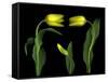Vibrant Yellow Tulips Isolated Against a Black Background-Christian Slanec-Framed Stretched Canvas