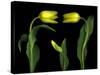 Vibrant Yellow Tulips Isolated Against a Black Background-Christian Slanec-Stretched Canvas