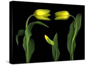 Vibrant Yellow Tulips Isolated Against a Black Background-Christian Slanec-Stretched Canvas