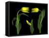 Vibrant Yellow Tulips Isolated Against a Black Background-Christian Slanec-Framed Stretched Canvas