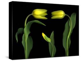 Vibrant Yellow Tulips Isolated Against a Black Background-Christian Slanec-Stretched Canvas