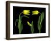 Vibrant Yellow Tulips Isolated Against a Black Background-Christian Slanec-Framed Photographic Print
