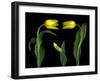 Vibrant Yellow Tulips Isolated Against a Black Background-Christian Slanec-Framed Photographic Print