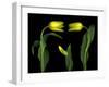 Vibrant Yellow Tulips Isolated Against a Black Background-Christian Slanec-Framed Photographic Print