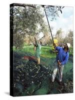 Vibrating Olives from the Trees in the Groves of Marina Colonna, San Martino, Molise, Italy-Michael Newton-Stretched Canvas