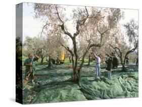 Vibrating the Olives from the Trees in the Olive Groves of Marina Colonna, Molise, Italy-Michael Newton-Stretched Canvas