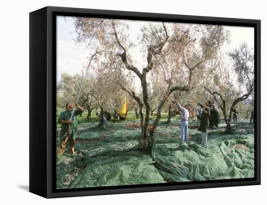 Vibrating the Olives from the Trees in the Olive Groves of Marina Colonna, Molise, Italy-Michael Newton-Framed Stretched Canvas