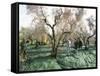 Vibrating the Olives from the Trees in the Olive Groves of Marina Colonna, Molise, Italy-Michael Newton-Framed Stretched Canvas