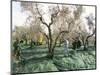 Vibrating the Olives from the Trees in the Olive Groves of Marina Colonna, Molise, Italy-Michael Newton-Mounted Photographic Print