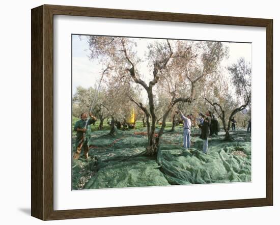 Vibrating the Olives from the Trees in the Olive Groves of Marina Colonna, Molise, Italy-Michael Newton-Framed Photographic Print
