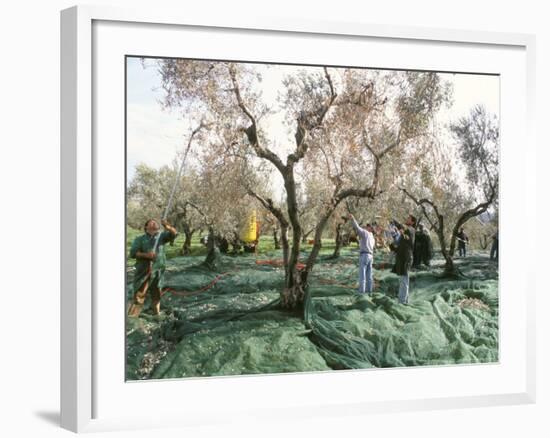 Vibrating the Olives from the Trees in the Olive Groves of Marina Colonna, Molise, Italy-Michael Newton-Framed Photographic Print