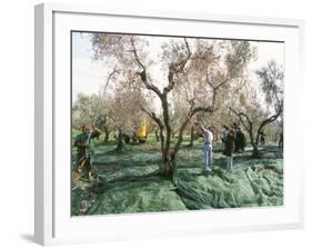 Vibrating the Olives from the Trees in the Olive Groves of Marina Colonna, Molise, Italy-Michael Newton-Framed Photographic Print