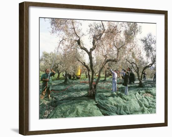 Vibrating the Olives from the Trees in the Olive Groves of Marina Colonna, Molise, Italy-Michael Newton-Framed Photographic Print