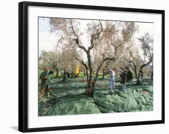 Vibrating the Olives from the Trees in the Olive Groves of Marina Colonna, Molise, Italy-Michael Newton-Framed Photographic Print